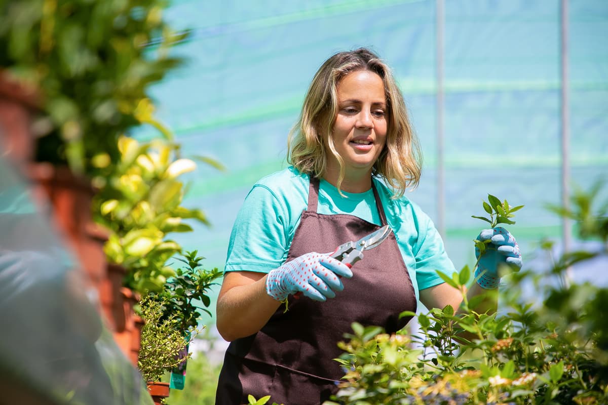 Pépinière OrnoPlante