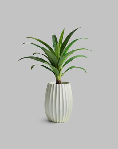 Plantes décoratives