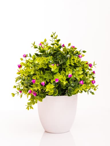 Plantes d’extérieur