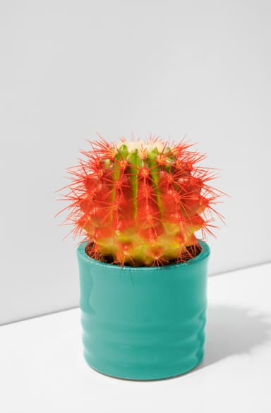 Plantes grasses et cactus