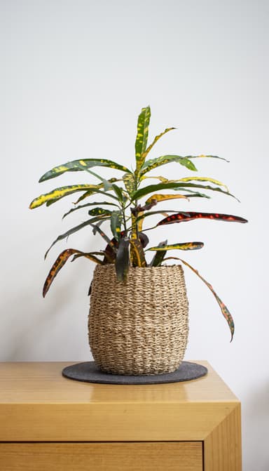 Plantes d’intérieur